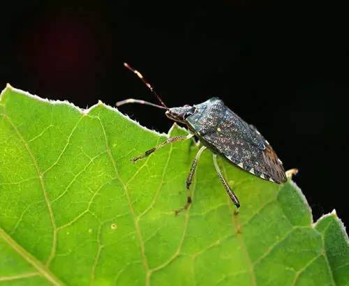 抓蚱蜢捉蜻蜓,捉蜻蜓和抓蜻蜓意思一样吗