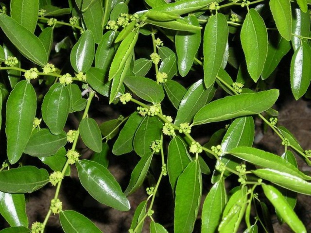 抓蚱蜢捉蜻蜓,捉蜻蜓和抓蜻蜓意思一样吗