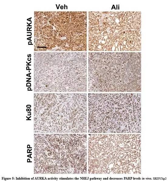 详细说明2种dna损伤修复机制,DNA损伤修复机制有什么