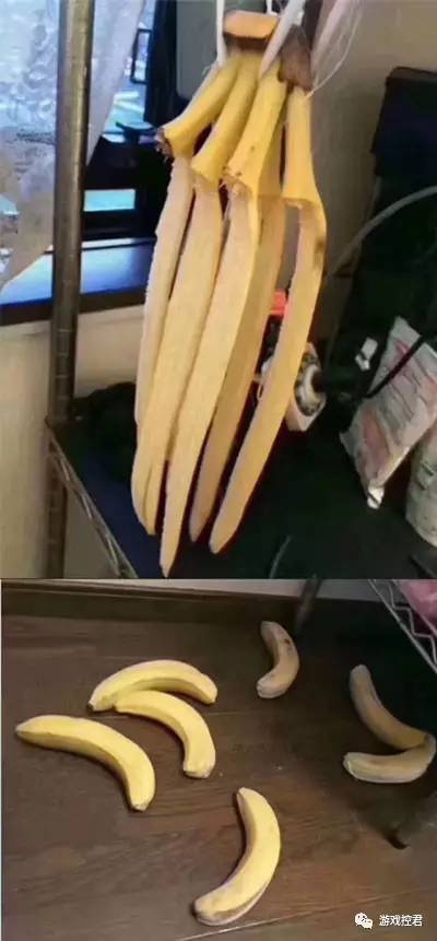 你家猫被人抓去画本子了！