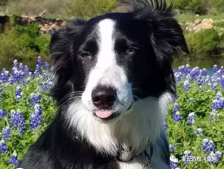 边牧换狗粮以后拉屎次数少了,边牧拉肚子应该怎么处理