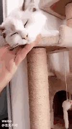 你家猫被人抓去画本子了！