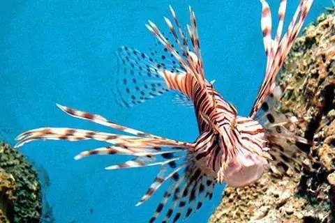 极地海洋世界青岛年卡免费199,极地海洋世界年卡五一