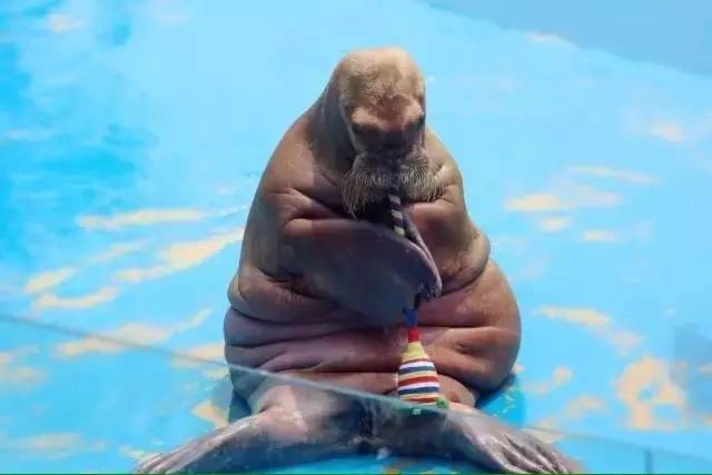 极地海洋世界青岛年卡免费199,极地海洋世界年卡五一