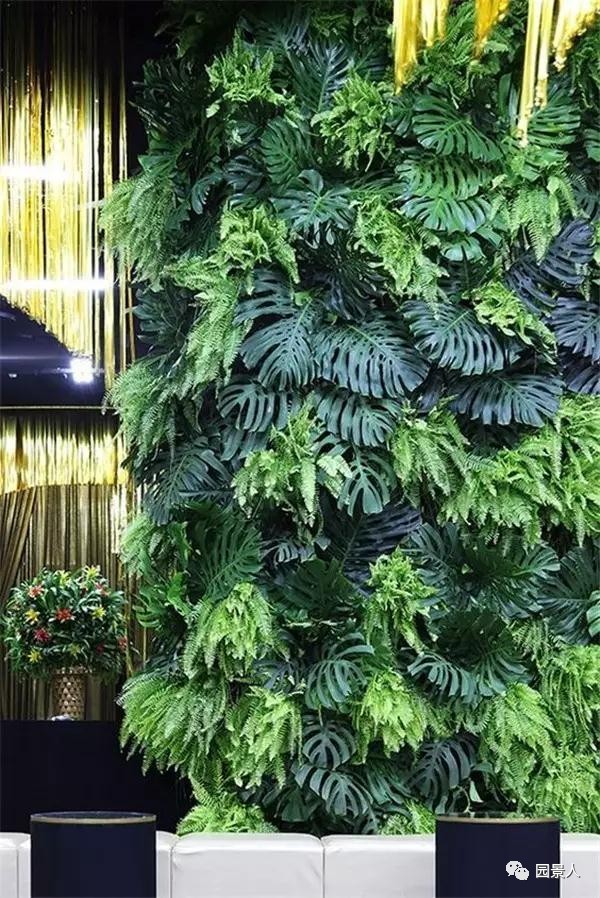 一说到垂直绿化，脑袋里就蹦出他，他，他（附失败案例经验总结）