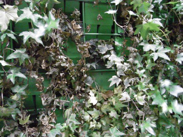 一说到垂直绿化，脑袋里就蹦出他，他，他（附失败案例经验总结）