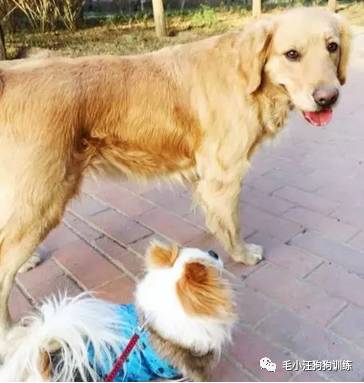 狗子好不容易和金毛女神独处，动情关键时刻竟然尿了！现场日狗真是……