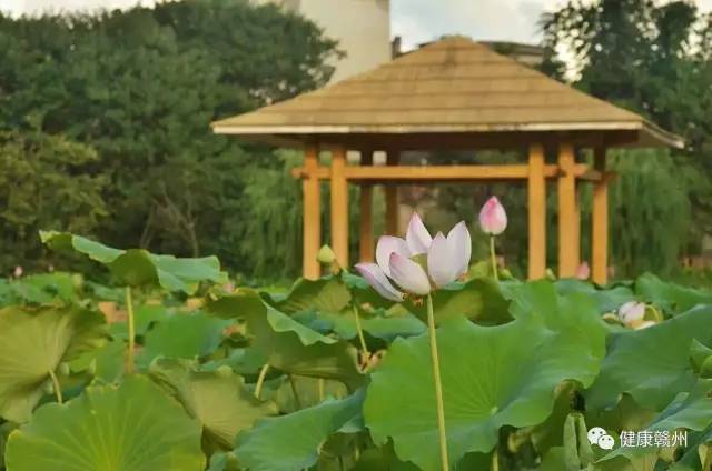 祝四胞胎心想事成,祝福双胎宝宝健康成长