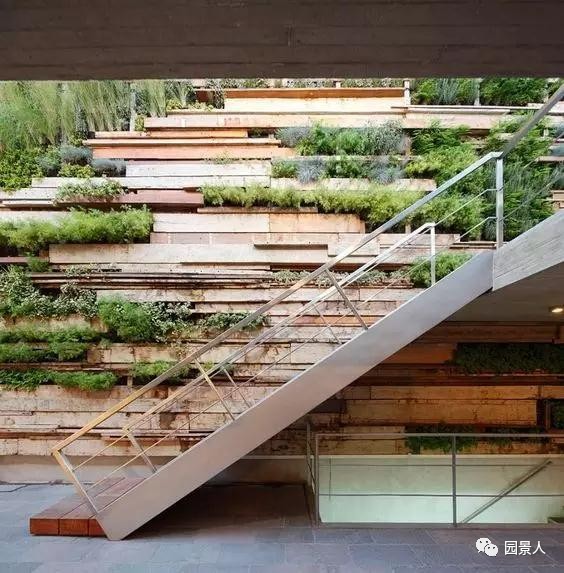 一说到垂直绿化，脑袋里就蹦出他，他，他（附失败案例经验总结）