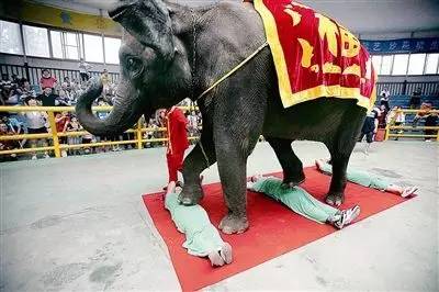 动物们开始工作,动物们开始冒险