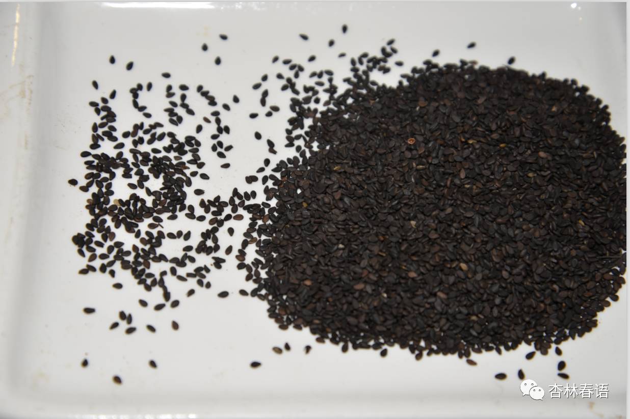 黑芝麻药食同源,中医养生保健素养常识