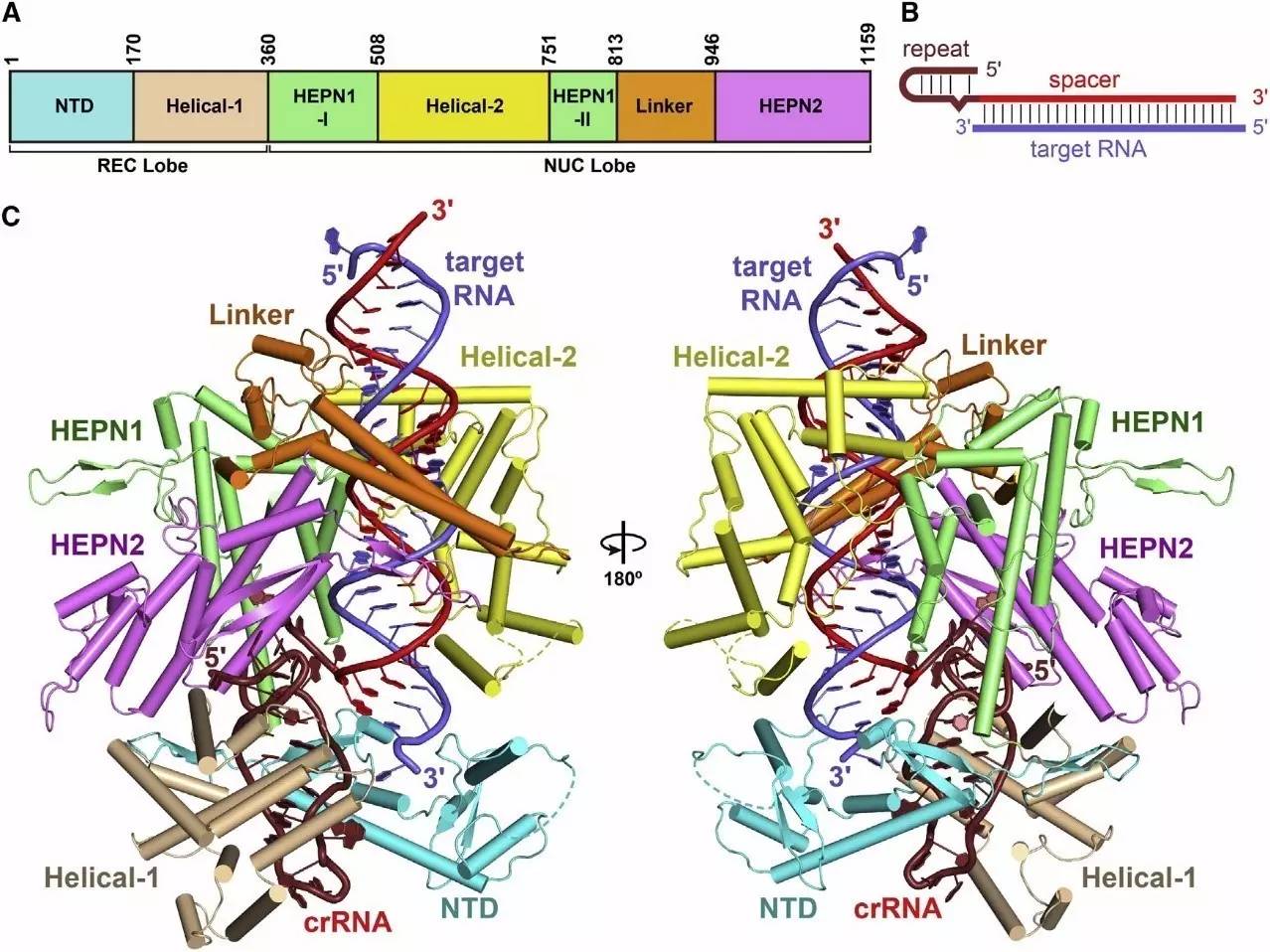 报告细菌首领新防御系统已被科学家破解