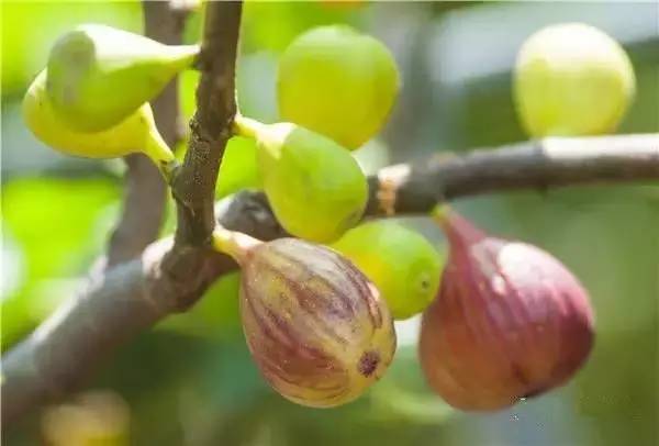 禅城小岛,禅城周边海边景点有哪些