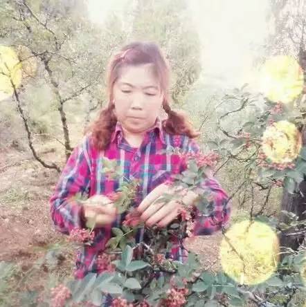 韩城西庄摘花椒哪里需要人,韩城花椒采摘联系电话