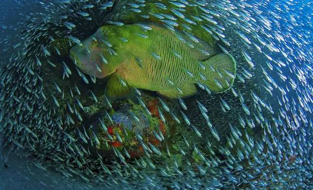 动物们开始工作,动物们开始冒险