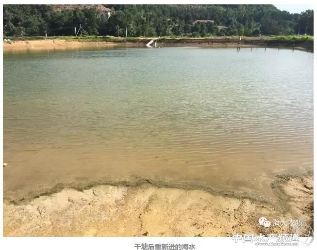 养虾调水秘诀,养虾成功