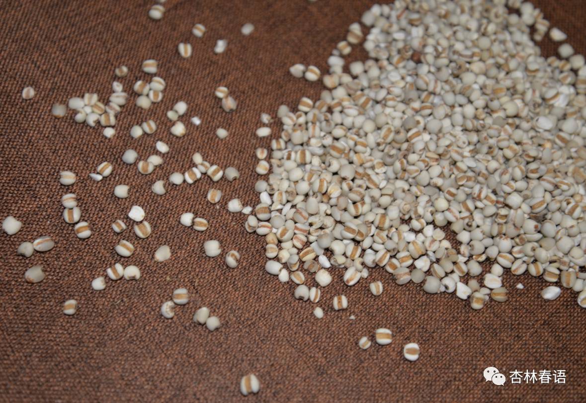 薏苡仁是药食同源,药食同源薏苡仁种植和采收