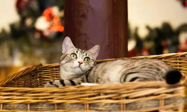 动物们开始工作,动物们开始冒险