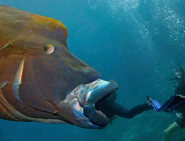 动物们开始工作,动物们开始冒险