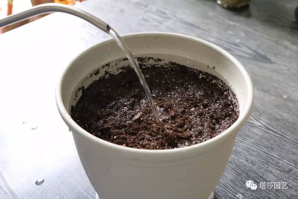 彩色马蹄莲种植指南,彩色马蹄莲种植方法