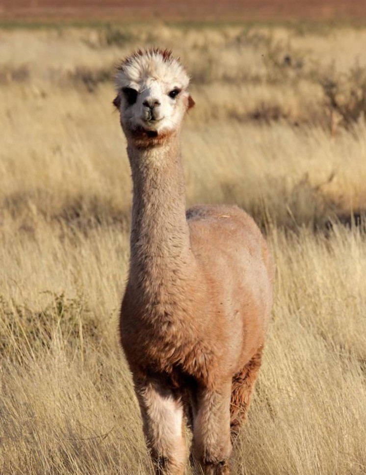 哪种毛线暖和耐穿,买毛线有哪些关注事项呢