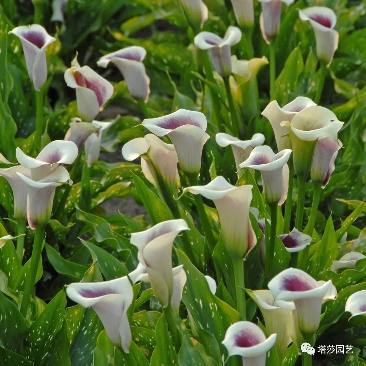 彩色马蹄莲种植指南,彩色马蹄莲种植方法