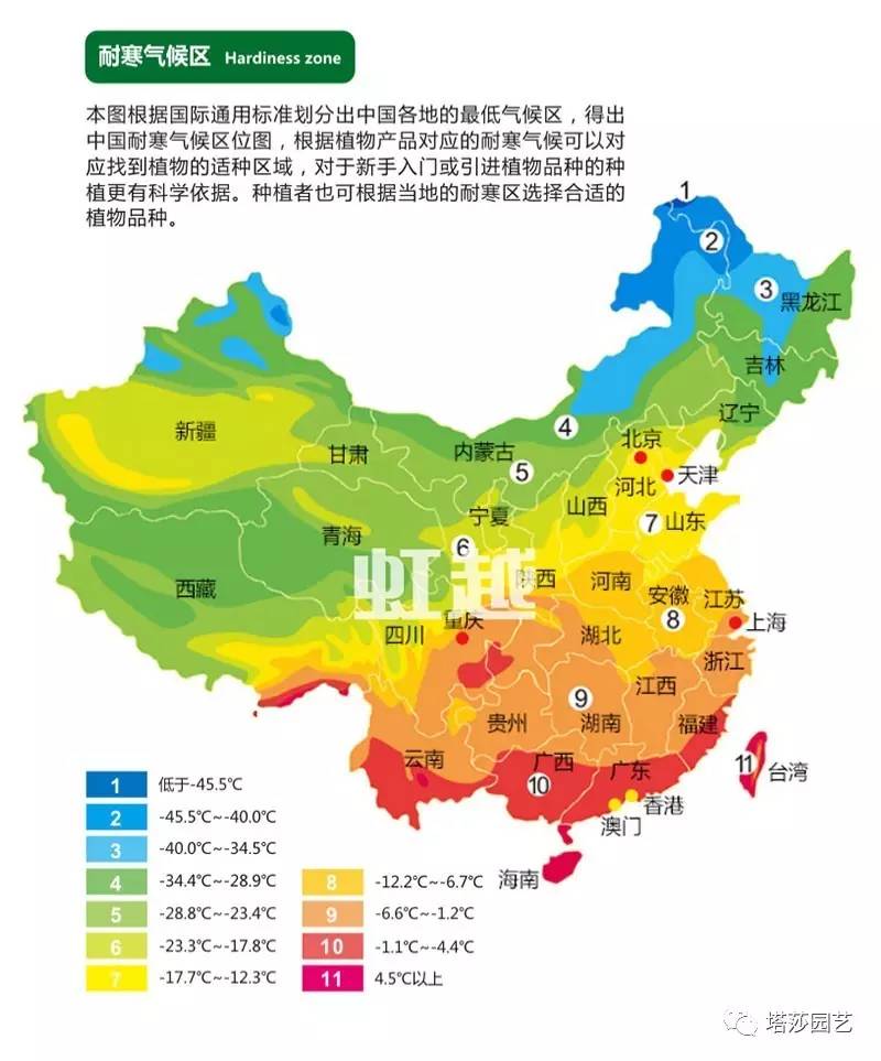 彩色马蹄莲种植指南,彩色马蹄莲种植方法