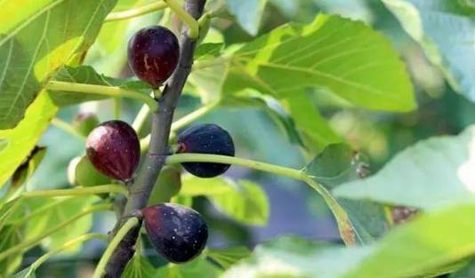 禅城小岛,禅城周边海边景点有哪些