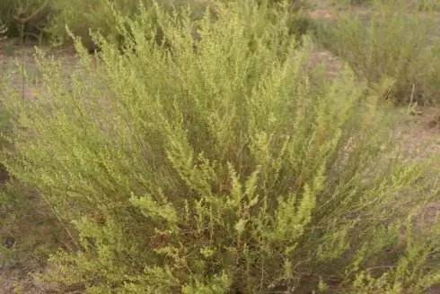 说多了都是喷嚏，秋季鼻炎强势来犯，更糟糕的是过敏性鼻炎能够遗传！中招的巴彦淖尔人集合啦！