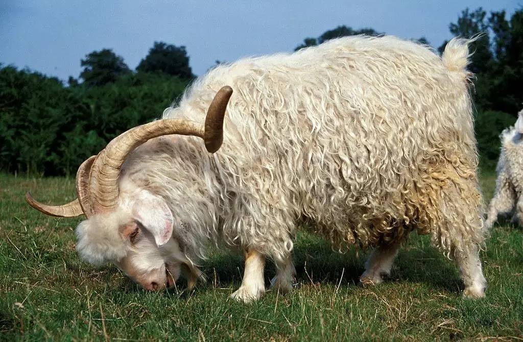 哪种毛线暖和耐穿,买毛线有哪些关注事项呢