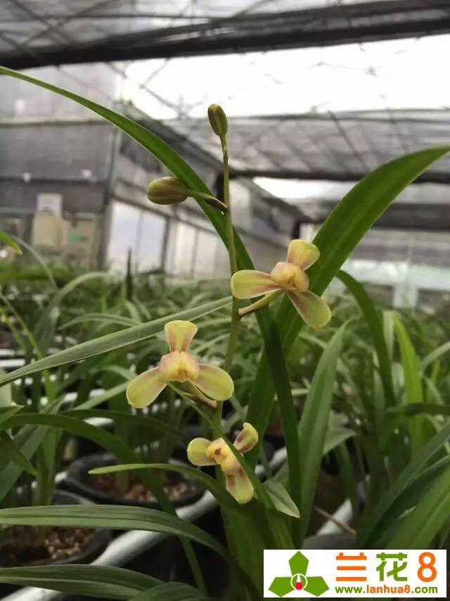 让兰花在盛世中国走好