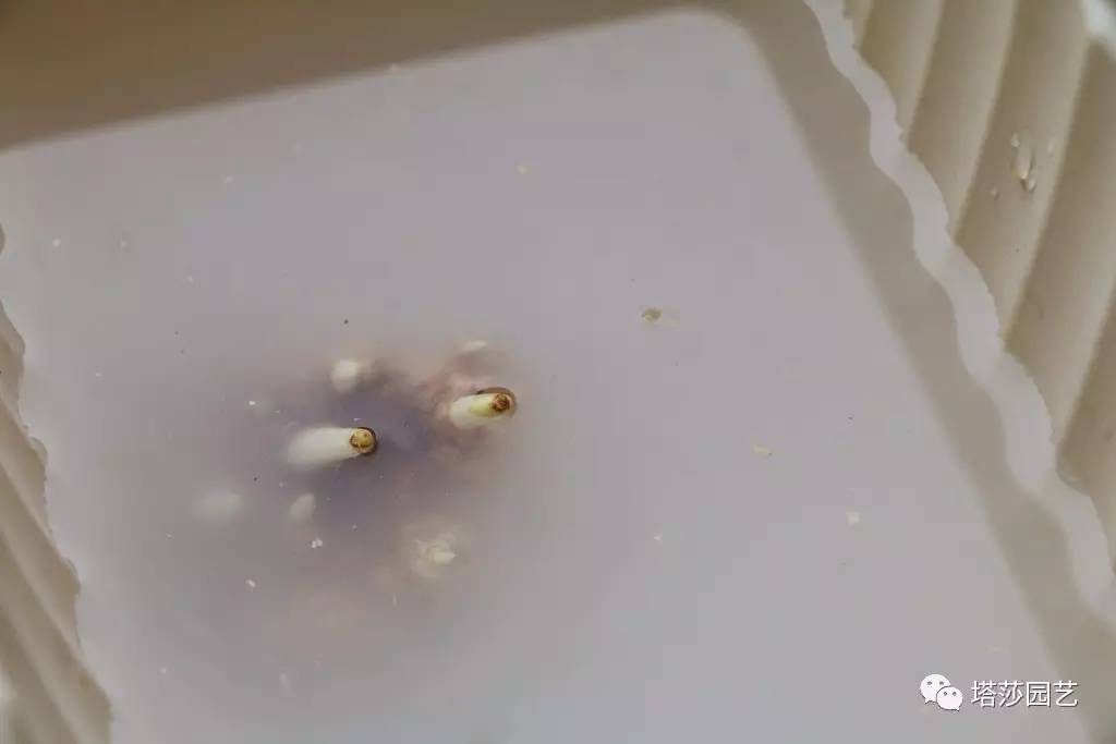 彩色马蹄莲种植指南,彩色马蹄莲种植方法