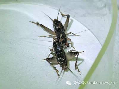 上海人休闲娱乐斗地主,上海人斗地主