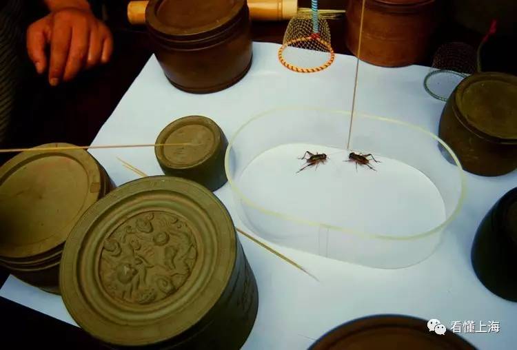 上海人休闲娱乐斗地主,上海人斗地主