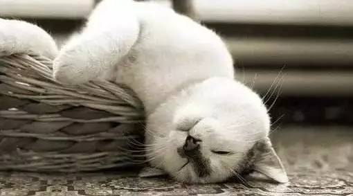 头晕眩晕吃什么药清脑,眩晕和头晕是一回事吗