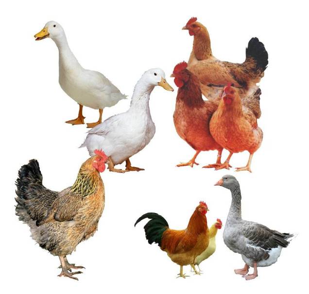 测试下你的聪明程度,测试一下你的普通话有多好