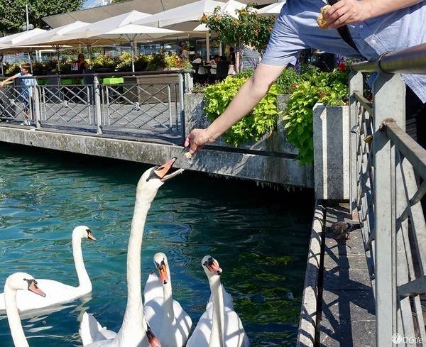 瑞士风光自驾游实景,在瑞士陪你看最美的湖光山色