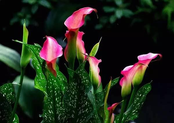 彩色马蹄莲种球几月份种植最好,彩色马蹄莲养了三年为啥不开花