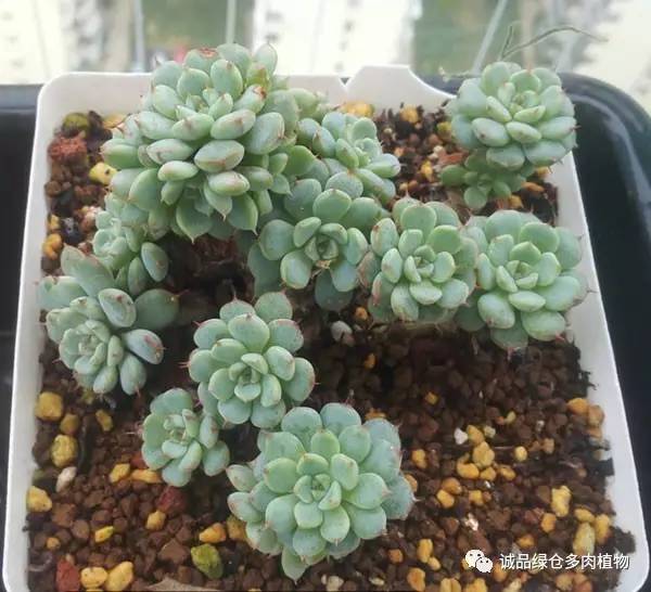 秀肉肉｜「浴火重生」坚强的老红衣老桩