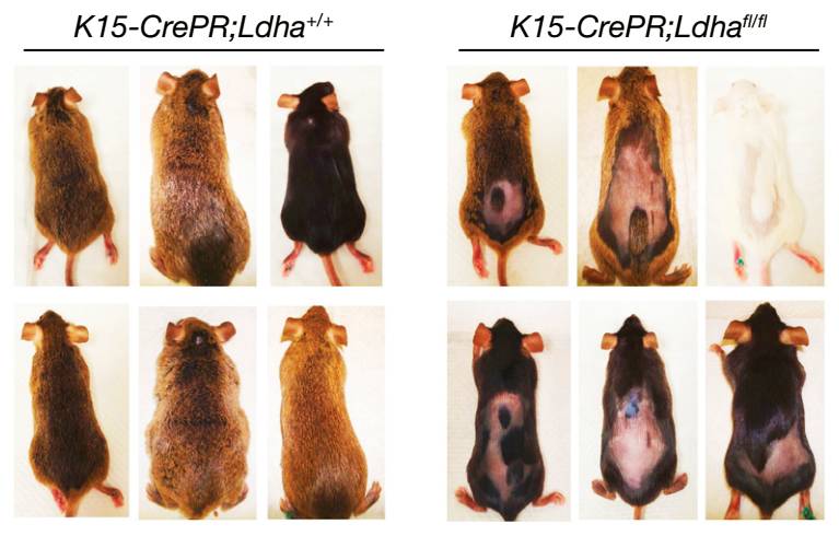 自然疗法治脱发,自然子刊证实