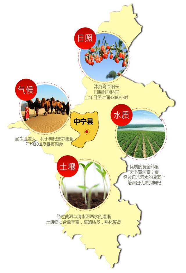 宁夏枸杞何以名扬天下,宁夏枸杞受人喜欢吗