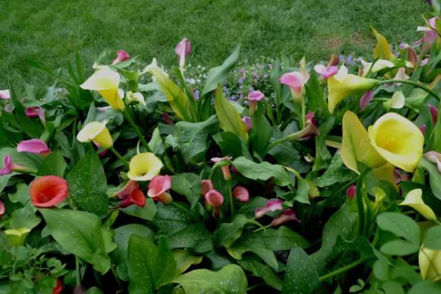 彩色马蹄莲种球几月份种植最好,彩色马蹄莲养了三年为啥不开花