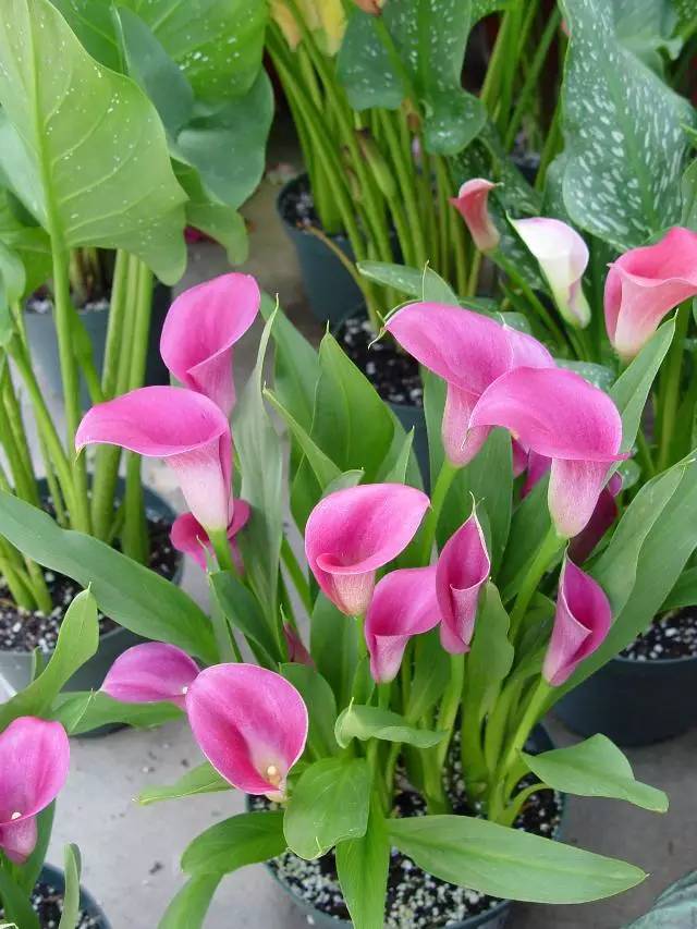 彩色马蹄莲种球几月份种植最好,彩色马蹄莲养了三年为啥不开花