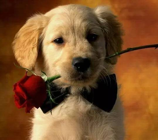 执子之手与子偕老七夕祝福词,七夕节执子之手与子偕老