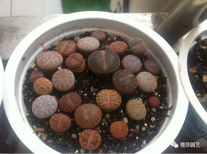 生石花的种子是自己的品种吗,生石花像丝绒一样的是什么品种