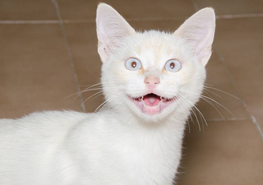 猫咪能用风油精吗,给猫用花露水