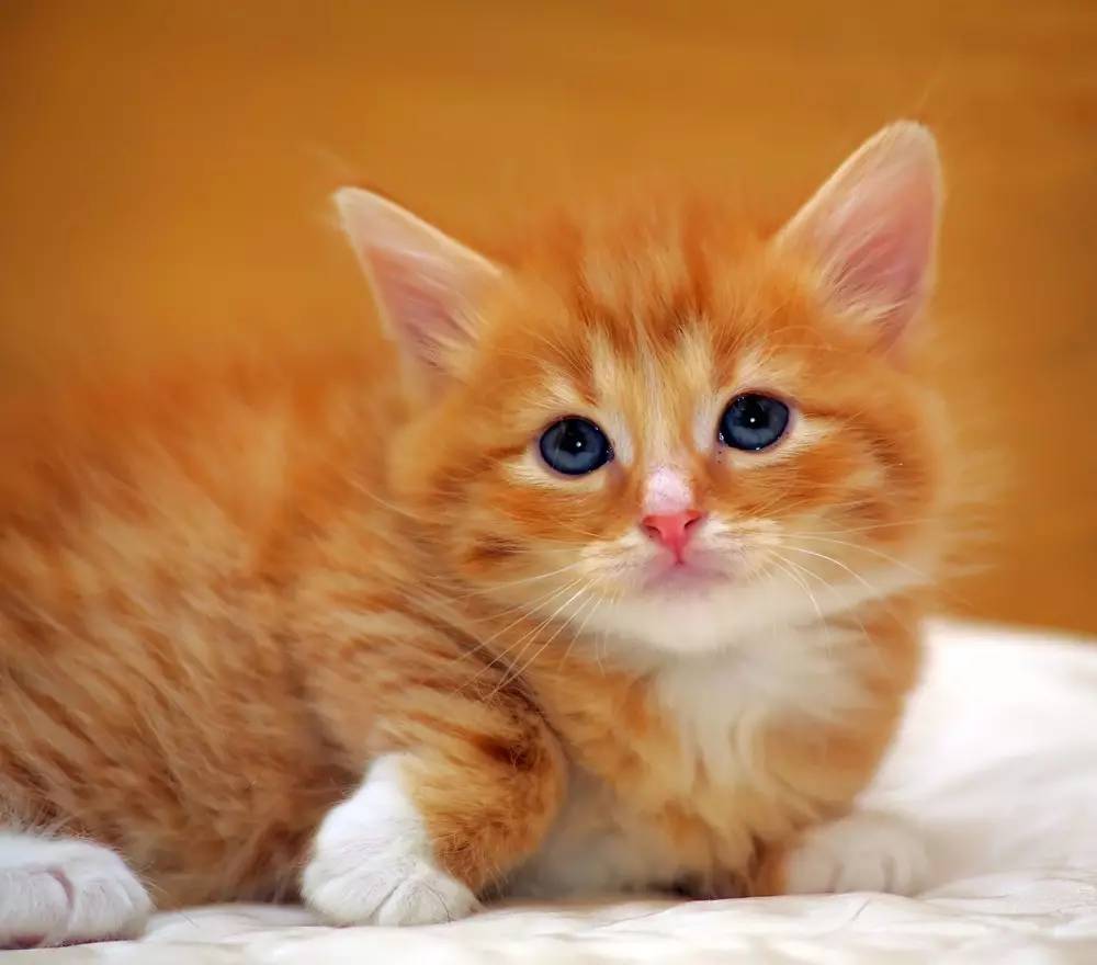 猫咪能用风油精吗,给猫用花露水