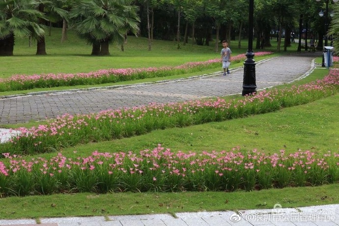 深圳的粉红花海,深圳中心公园藏着浪漫花海