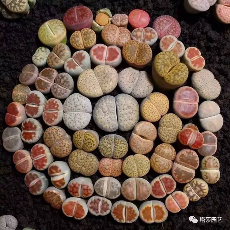 生石花的种子是自己的品种吗,生石花像丝绒一样的是什么品种