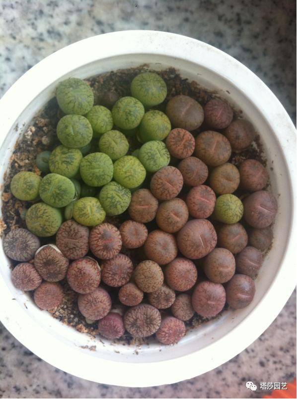 生石花的种子是自己的品种吗,生石花像丝绒一样的是什么品种